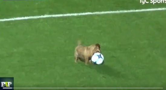 Hund spielt in argentinischer Liga mit + Interview » abseits.at