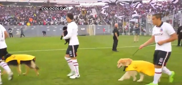Colo-Colo-Spieler laufen mit Hunden ein, die einen neuen Platz brauchen