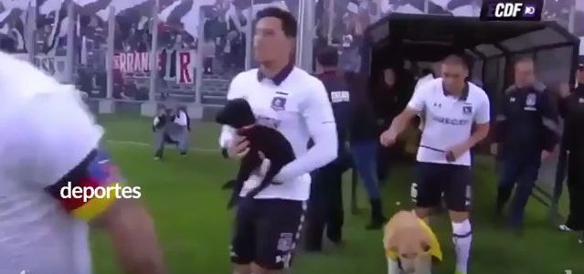 Colo Colo Spieler kommen mit Hunden aus dem Tierheim aufs Feld